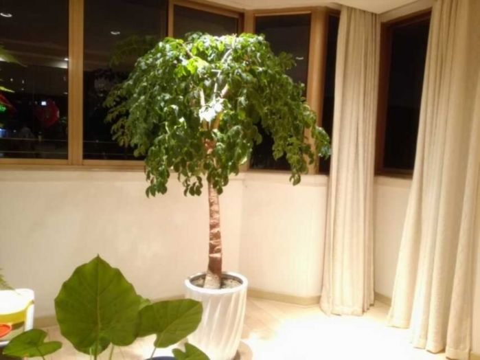 天都花苑 1室2厅1卫 260.00m²