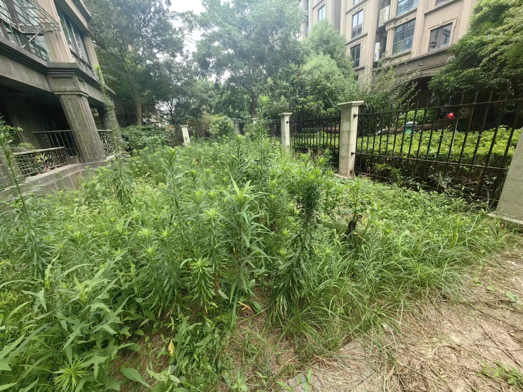 城市嘉苑 4室2厅2卫 200.00m&sup2;大平层带院子出租