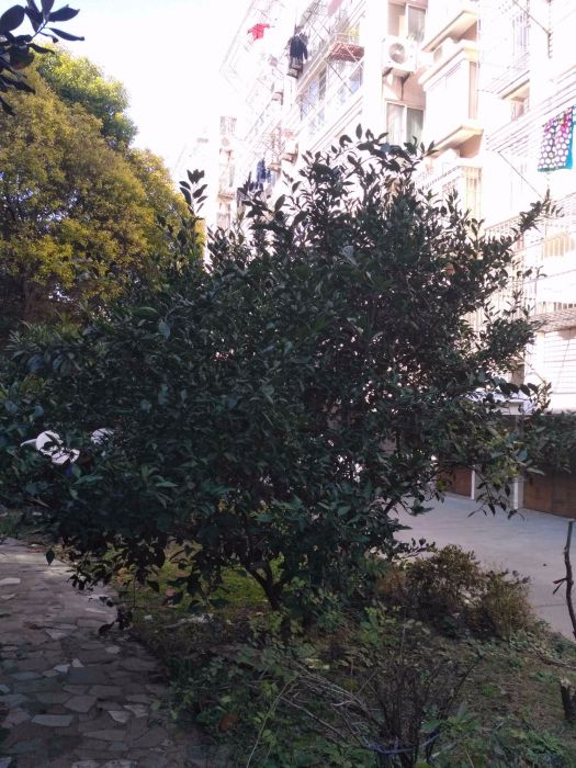 东昇花园 室厅卫 96m&sup2;